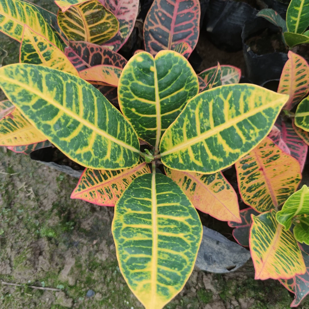 2306 саженцы поставляют импортные цветочные сумочки с цветочными листьями 15-25 см