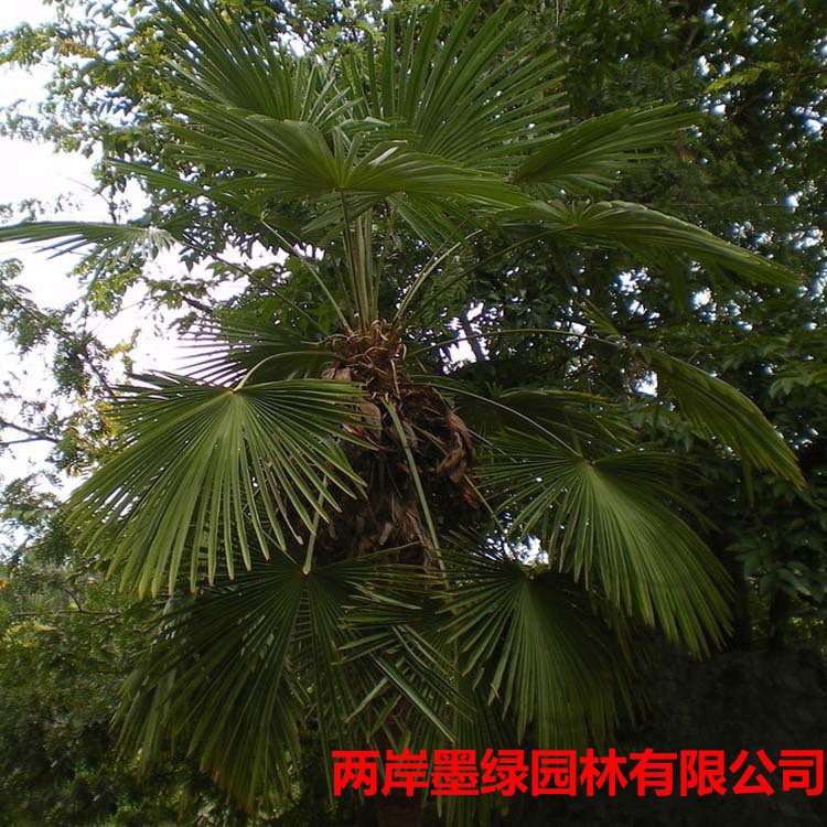 棕榈-各种绿化苗木进_主图03