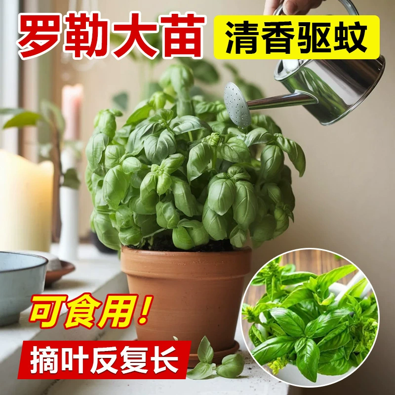 Базилик в горшке, съедобная девятислойная башня, золотая, неподменяемая, с крупными листьями, мята, розмарин, комнатное зеленое растение, растение в горшке, отпугивающее комаров