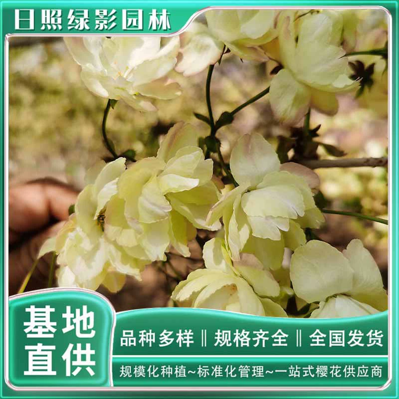 13 см Тюльпан Вишня Саженец сколько стоит зеленый теневой сад Тюльпан Вишня какая цена