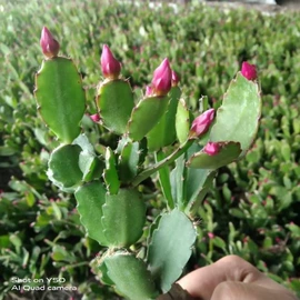 发夹;家务手套;运动休闲棉袜