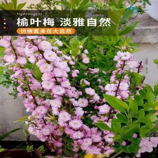 ���~÷�����ذꅲ�������ͺ����Ի����̨����ͥԺ÷������G����