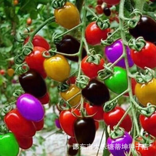 Colorful tomato seeds tomato seeds colorful cherry tomatoes small…