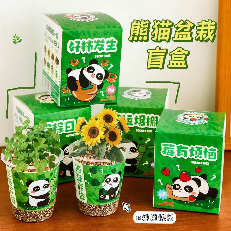 卡通熊猫小盆栽盲盒 学生DIY桌面件小盆栽植物花卉种子小礼品批发|undefined