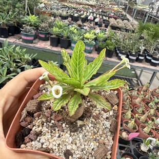 �~�� �����~�Ǵ�ꪉK��ֲ��Euphorbia fishbone�̨�_��������ϡ