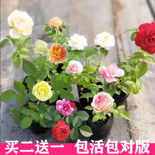һ�����l����ֱ�l�ٱ��¼������̨����õ���ļ��_���󻨝����Nޱ
