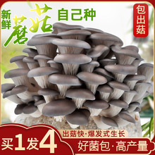 蘑菇种植包家种蘑菇黑平菇菌包新鲜菌棒盆栽食用菌香菇趣味阳台