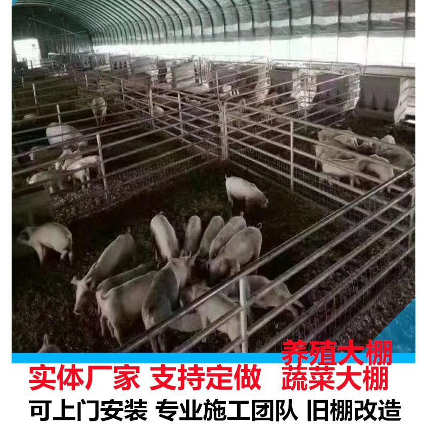 养殖 养猪大棚 猪舍建筑安装 安装简单 使用方便 单体养猪大棚