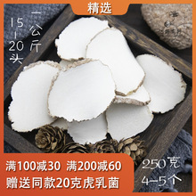 亿野 天然虎奶菌250g虎乳菌虎乳灵芝虎奶菇15-20头1公斤 可代切片
