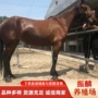 伊犁安徽旅游跑马矮马