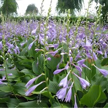 玉簪花苗南北耐寒花卉工程绿化花苗小区绿化花苗庭院绿化玉簪花苗