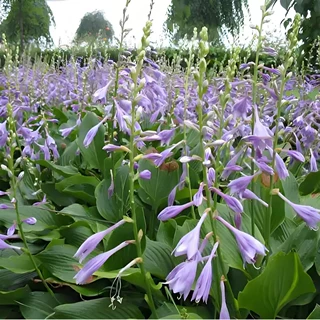玉簪花苗南北耐寒花卉工程绿化花苗小区绿化花苗庭院绿化玉簪花苗