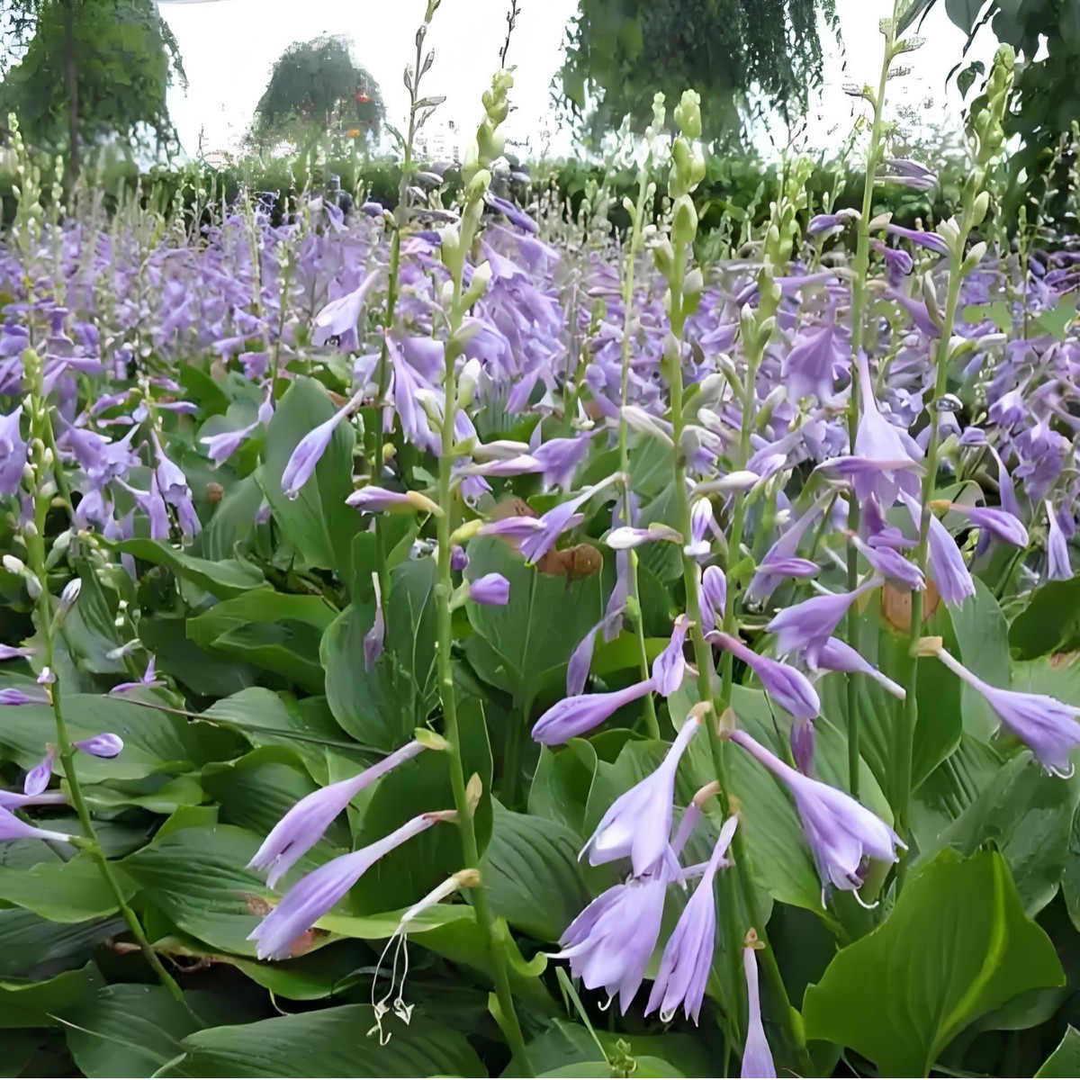 玉簪花苗南北耐寒花卉工程绿化花苗小区绿化花苗庭院绿化玉簪花苗