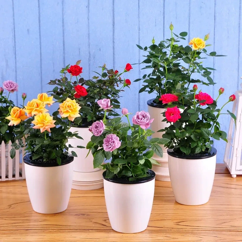 С доставкой бутонов рассада мини-роз в горшках крытый и открытый балкон Four Seasons открытые цветы хорошие зеленые растения