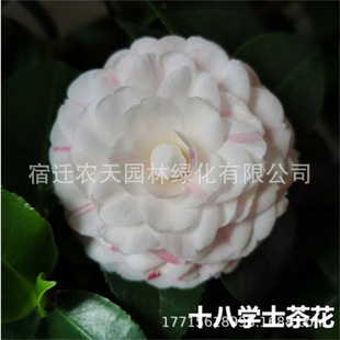 ʮ�ˌWʿ�軨���Ԏ�����ͥԺ�҃���軨���绨���̨ͥԺ���ԷNֲ