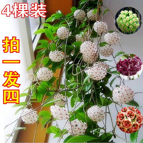 Ball Orchid Potted Green Plant with Flower Seedlings, Four-Season Blooming Florals, Indoor Climbing Vines, Green Leaves, Heart-Leaf Ball Orchid Plants, Hanging Orchid Rolls