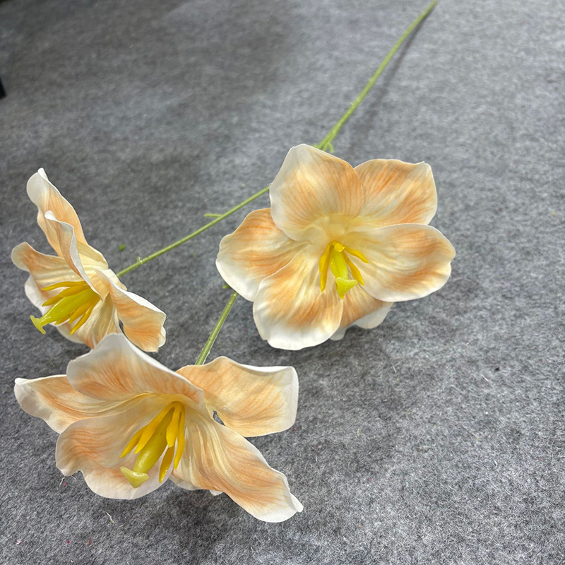 튤립 3개 - 샴페인