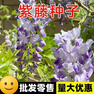 ���ٷN�����ٻ���ֲ�����ٻ��N������ͥԺ�ͺ��ļ��׻����������