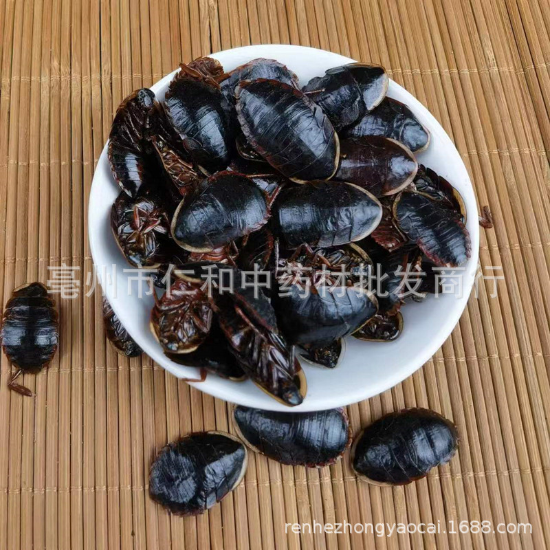 Golden Edge Ground Beetle Tu Bie Chong Dried Whole Insect Traditional Chinese Herb quality and texture