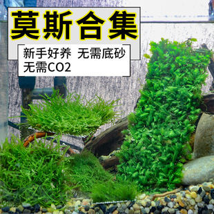 ɢ�b����Ī˹����ˮ��Ī�z�~�׵�ˮֲ�����ǰ����ƺ䁵����Ľ˹