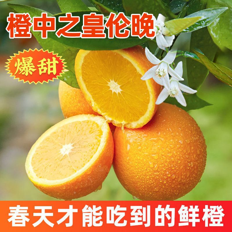 Zigui Navel Oranges Are Authentic Late Spring Oranges, Tender and Juicy, Freshly Picked and Shipped Directly Zigui Navel Oranges Are Authentic Late Spring Oranges, Tender and Juicy, Freshly Picked and Shipped Directly
