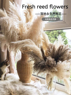 Natural Reed Dried Flower Net Red Ins Wind Pink Pampas Grass Floor Landscape Arrangement Scene Immortal Dried Flower bouquet