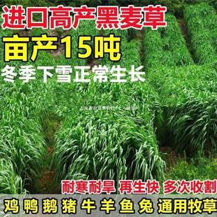 Grass Seeds Imported Perennial Rye Grass for All Year Round Planting of Cattle, Sheep, Chickens, Ducks, Fish, Geese and Rabbits, High-Yielding Cold-Resistant Grass Seeds