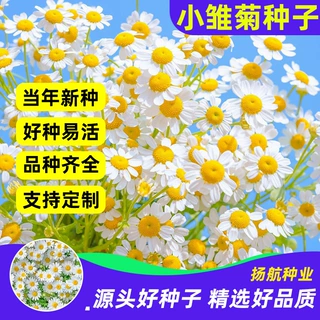 花种子花种籽子四季开花庭院室外植物向日葵花卉孑百日菊多季开