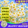 庭院植物四季室外种籽