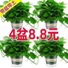 绿萝盆栽室内好养客厅吸花卉植物大叶长藤大盆绿箩批发除甲醛绿植