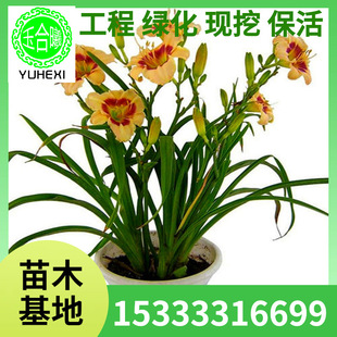 Wholesale Daylily Seedlings, Roadside Greening Plants, Golden Baby Daylily Seedlings, Planted in the North and South, Bloom in All Seasons in the Same Year