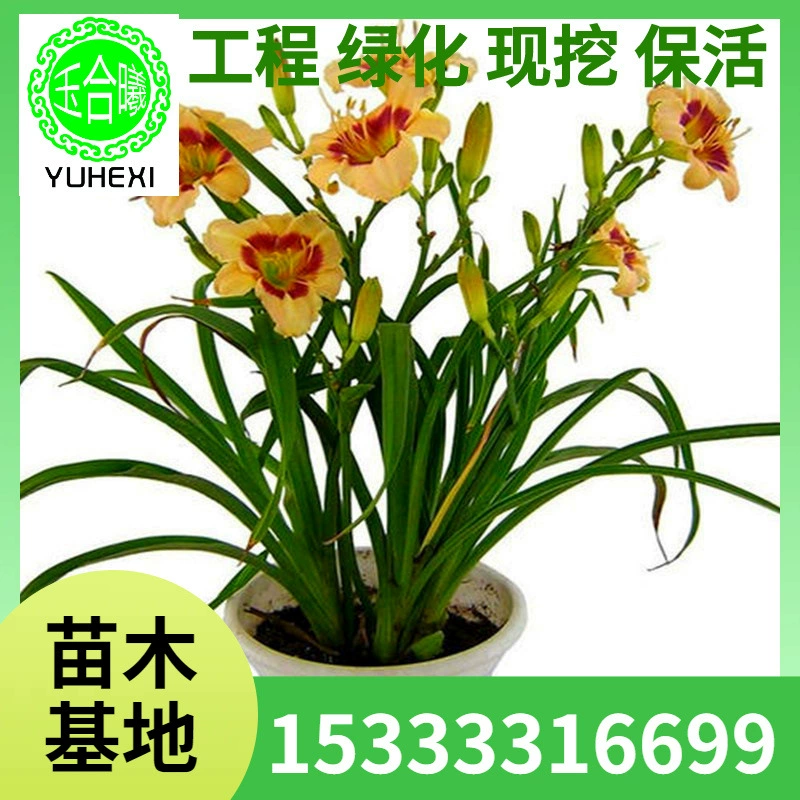 Оптовые рассады лилий, растения для озеленения обочины, золотые детские рассады лилий, посаженные на севере и юге, цветут в любое время года в том же году.