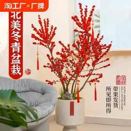 一件代发北美冬青盆栽带红果真花进口老桩绿植花卉盆景室内年宵花