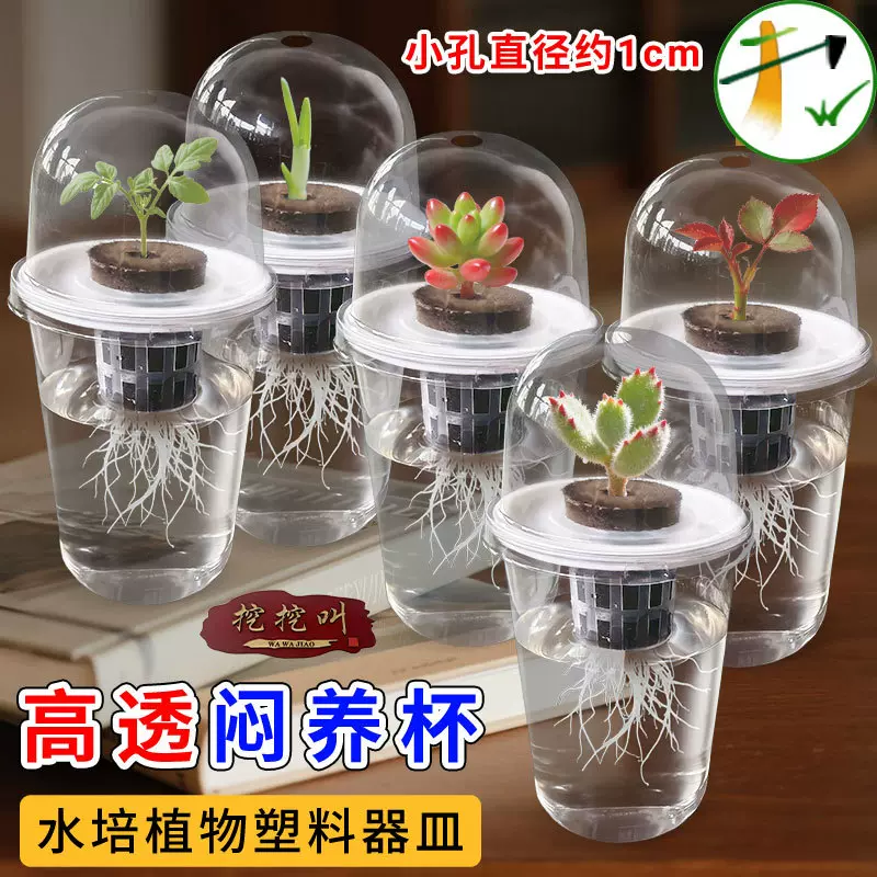 水培种子花盆塑料透明圆柱形多肉红薯定植篮种植大蒜蔬菜闷苗杯