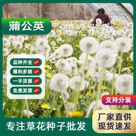 野生蒲公英种子食用药材纯新籽孑婆婆丁根茶四季易播阳台盆栽野菜