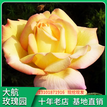 經典大花黃和平月季花苗 陽台濃香玫瑰花苗盆栽 四季開花花期長