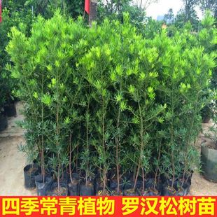 �_�h�ɘ������ԾGֲ�����՚�ֲ�����ռ״����~�_�h���ز���