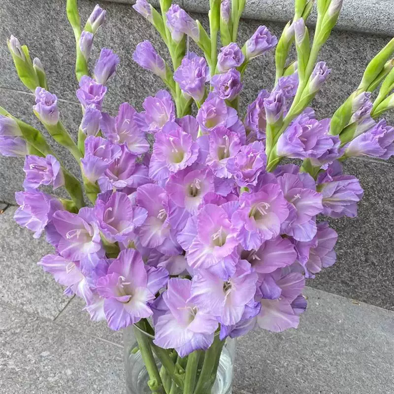 Цветочные луковицы гладиолуса, рассада цветов в горшках, многолетние, морозостойкие, легко выращиваются, легко сажаются с бутонами, семена цветов