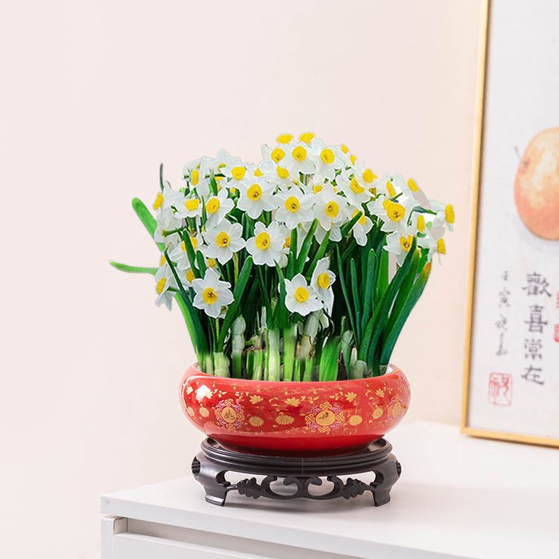 水仙花花盆水培器皿植物水养中式陶瓷大小号创意个性红桌面装饰