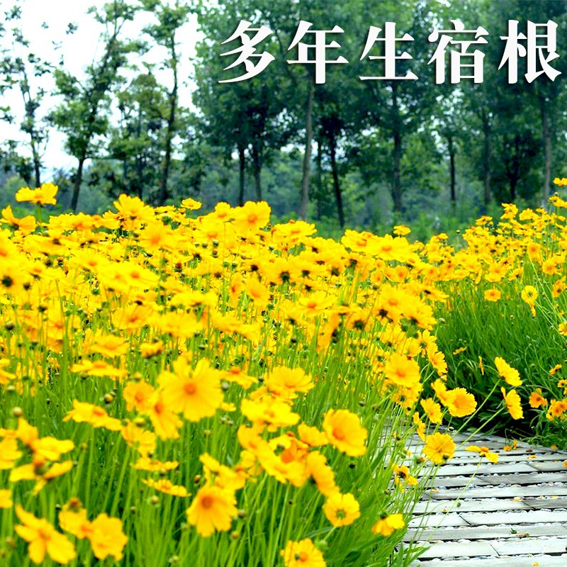Многолетний большой цветок семена Кореопсис легко посеять в четыре сезона быстрорастущие деньги хризантема Семена цветов пейзаж цветок море семена цветов