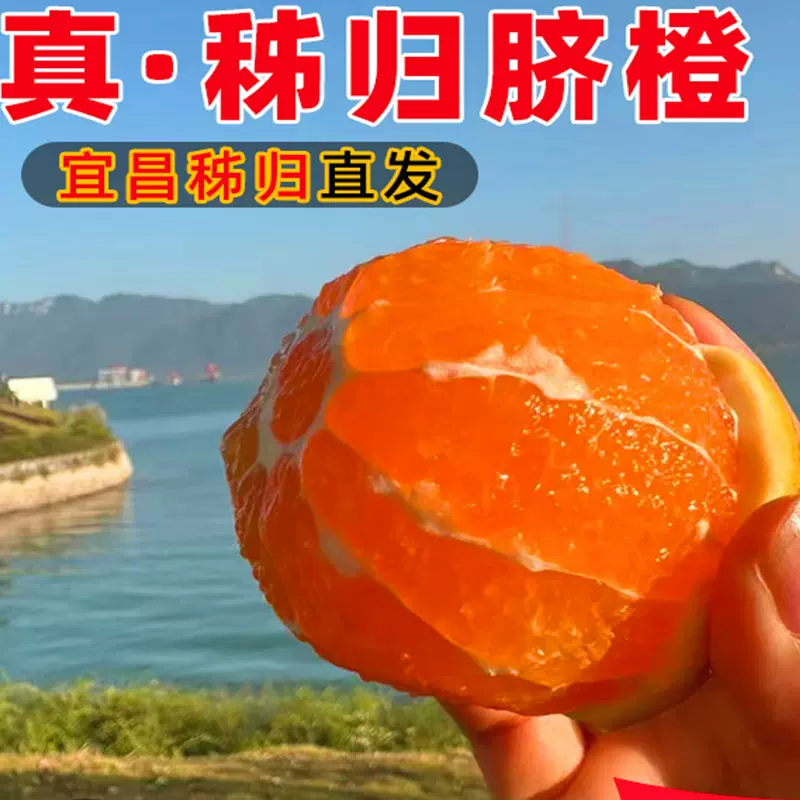 九月红脐橙榨汁新鲜当季水果秭归脐橙摘现发批发产地直供橙子