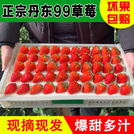 丹东99草莓新鲜网红黑金礼盒装水果圣诞红颜九九大草莓批发代发