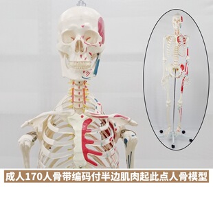 85cm human skeleton model 170cm skeleton human skeleton adult white skull specimen teaching spine full