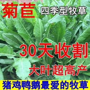 General Large-Leaf Chicory Grass Seed Breeding Four-Season Pasture Seeds Sheep, Cattle, Rabbits, Chickens, Ducks, Geese, Pig Vegetable Seeds, Larvae Regeneration