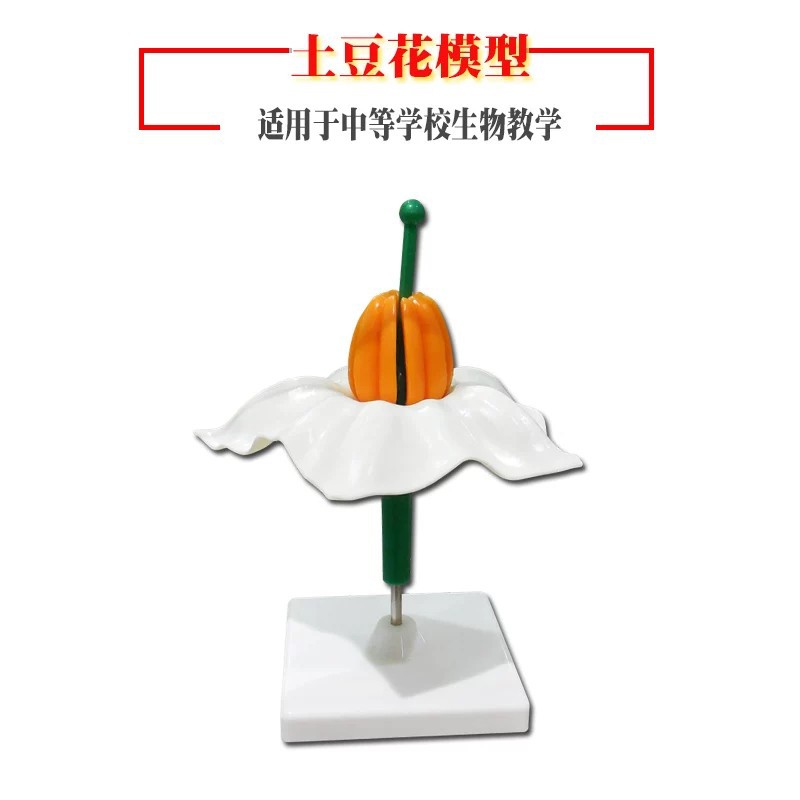生物教学仪器 植物模型 土豆花模型 各类花的模型