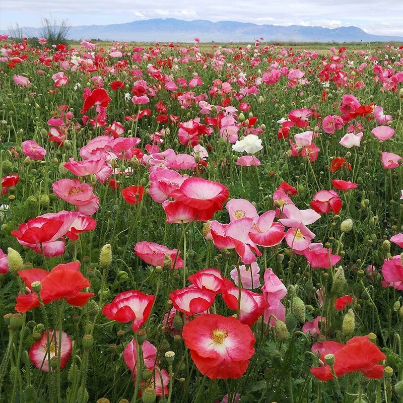 Семена цветов исландского мака Многолетние Четыре Приправы Цветение Яркие семена Морозостойкие Открытый сад