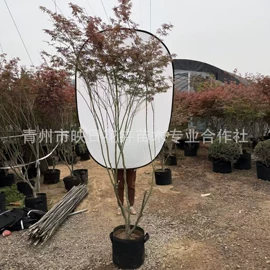 宿根花卉;盆栽;一二年生花卉