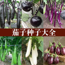一件代發蔬菜種子紫紅長茄春季四季田園陽台盆栽茄子籽四季種植瓜