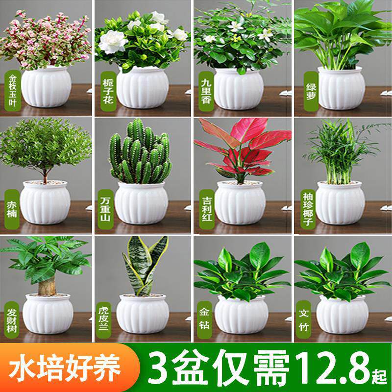 Green Potted Plants Are Easy to Maintain Indoors, Hydroponic Plants Suitable for Living Room, Office, Desktop Flowers, Money Tree, Pothos, Formaldehyde Green Potted Plants Are Easy to Maintain Indoors, Hydroponic Plants Suitable for Living Room, Office, Desktop Flowers, Money Tree, Pothos, Formaldehyde