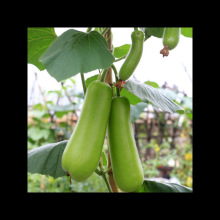 ϷNӶѹϷNӹϲ˺J̰rļ߲˷N